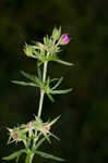 Cutleaf geranium